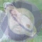 Community icon