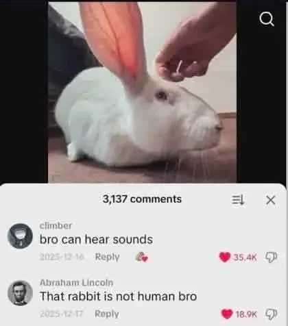Picture of a rabbit with a big ear. Comments below the picture: "bro can hear sounds" "That rabbit is not human bro"