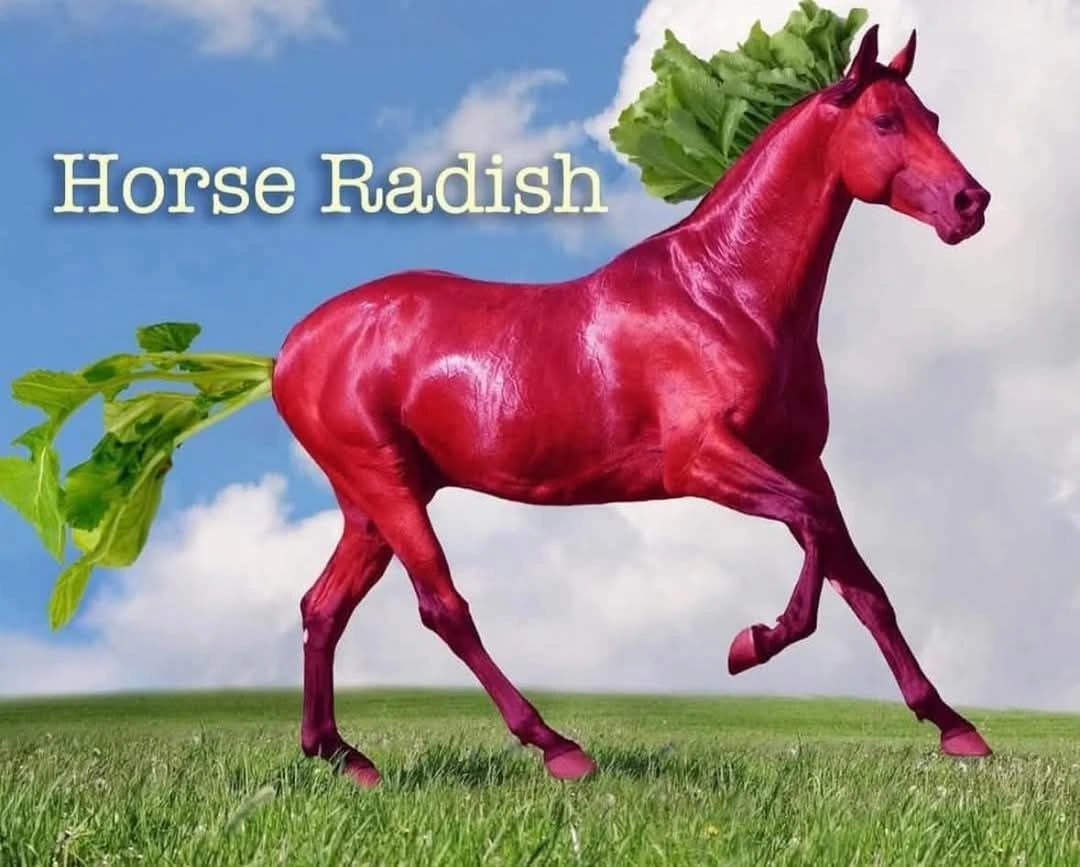 Horse radish
