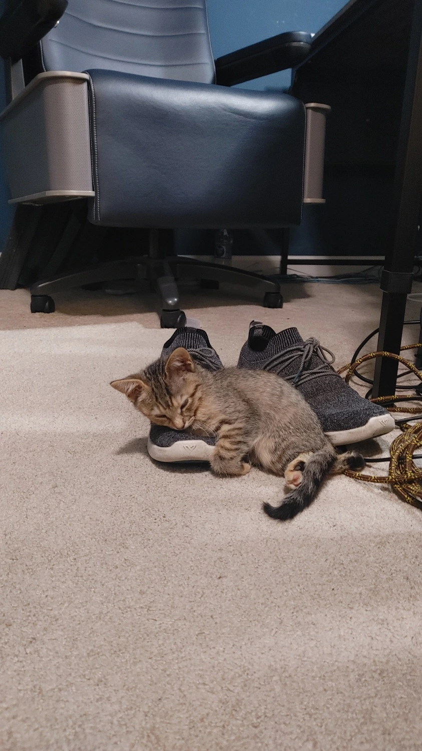 My perfect darling Honey Pie, at 6 weeks old and the beginning of what would be my biggest foster fail