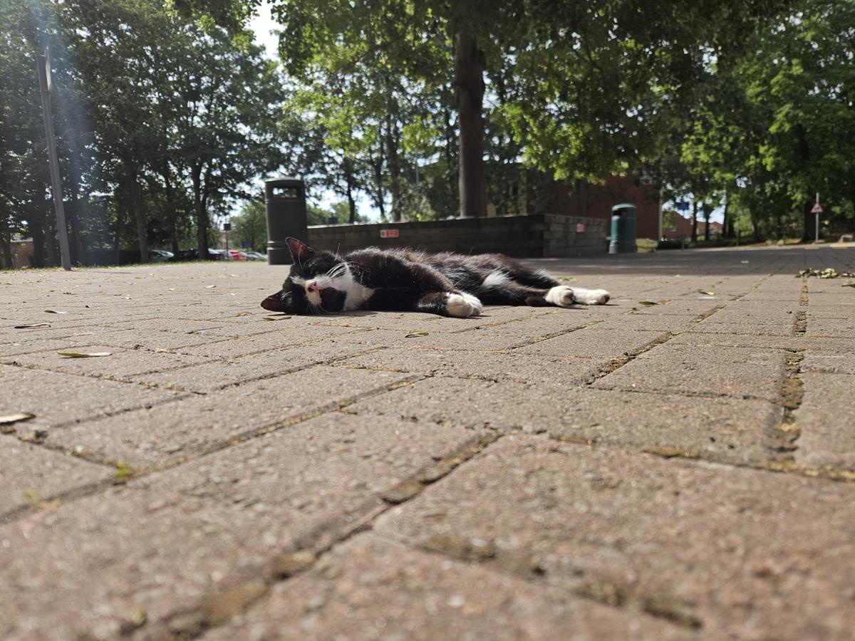 Cat who hangs around outside work