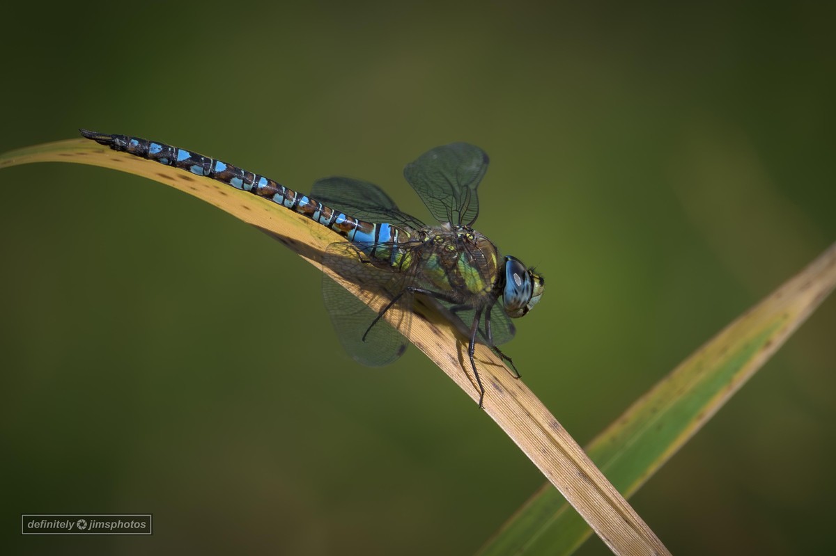 close-up of a dragonfly perched delicately on a curved blade of grass. Its vibrant blue and black body segments