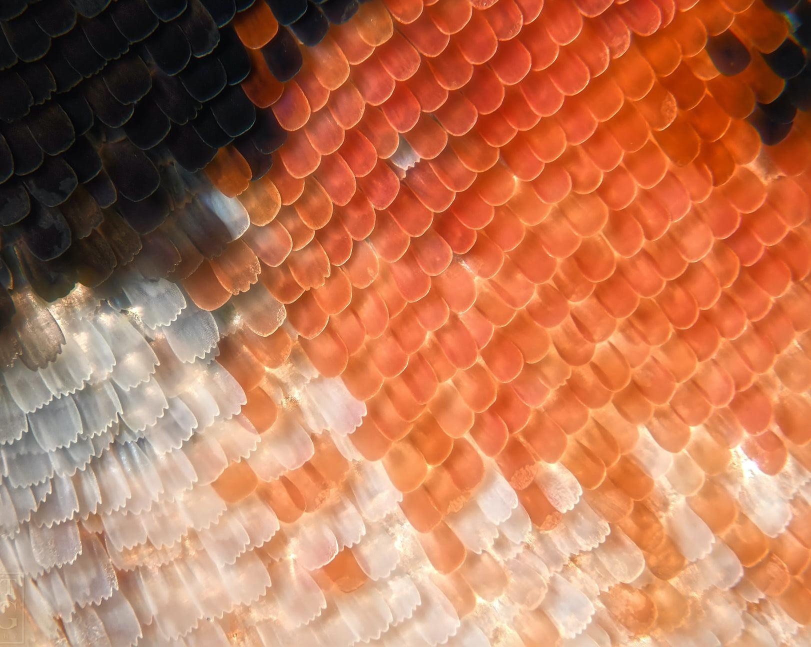 PIC