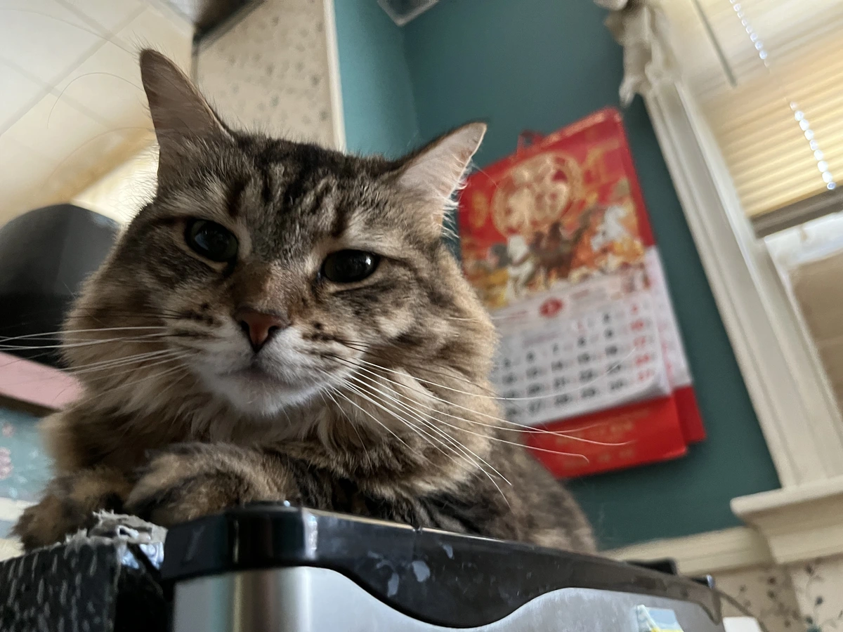 Her Majesty looks down upon a puny human (you) [OC]