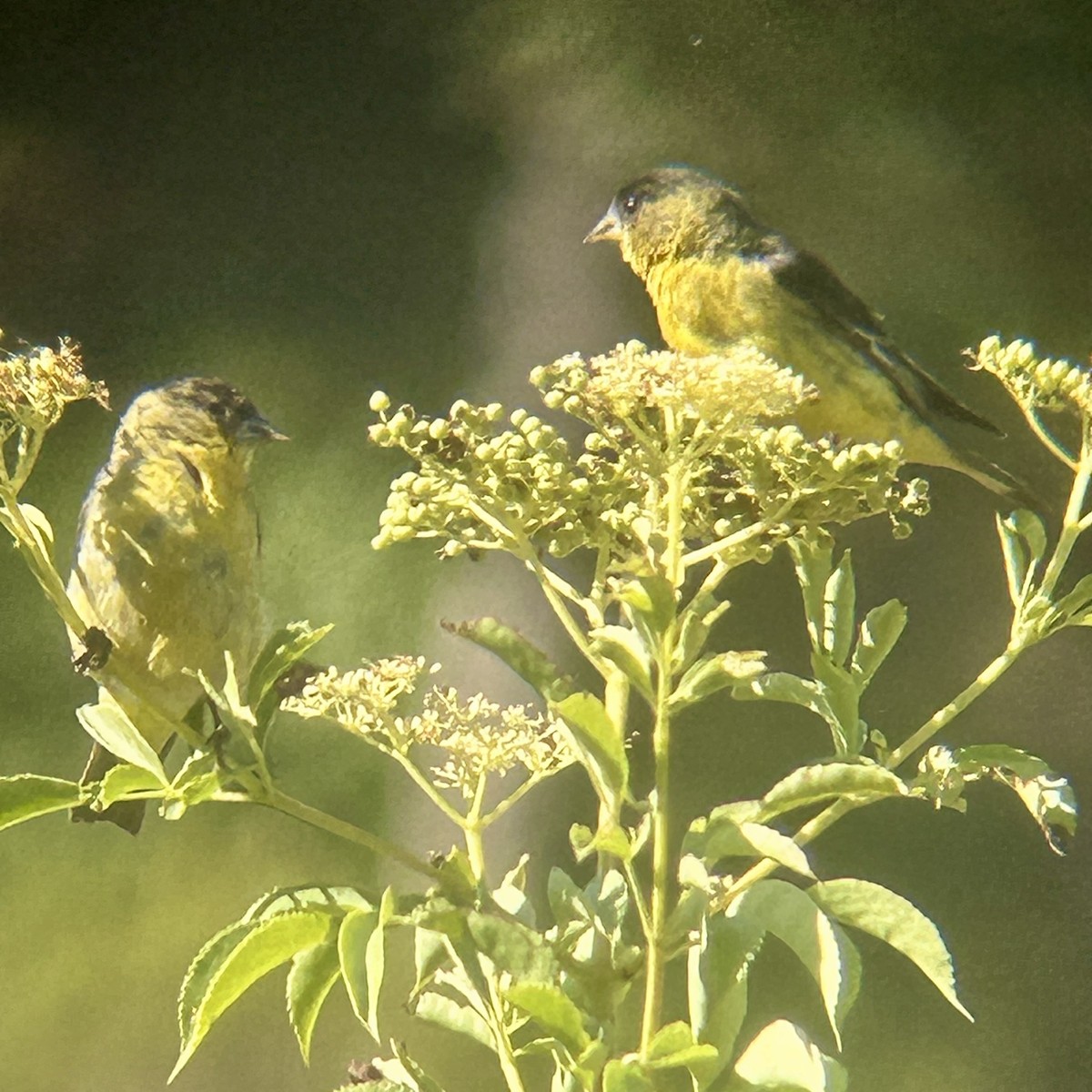 Two yellow birds with black highlights are feeding on berries while perched atop a pale green shrub. 