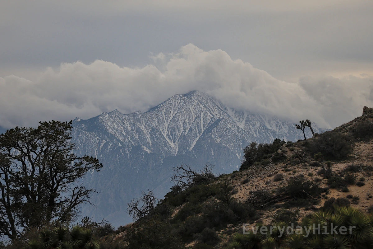 Clouds roll over a distant mountain dusted with snow, while a hillside descends from right to left with various desert trees and bushes growing.