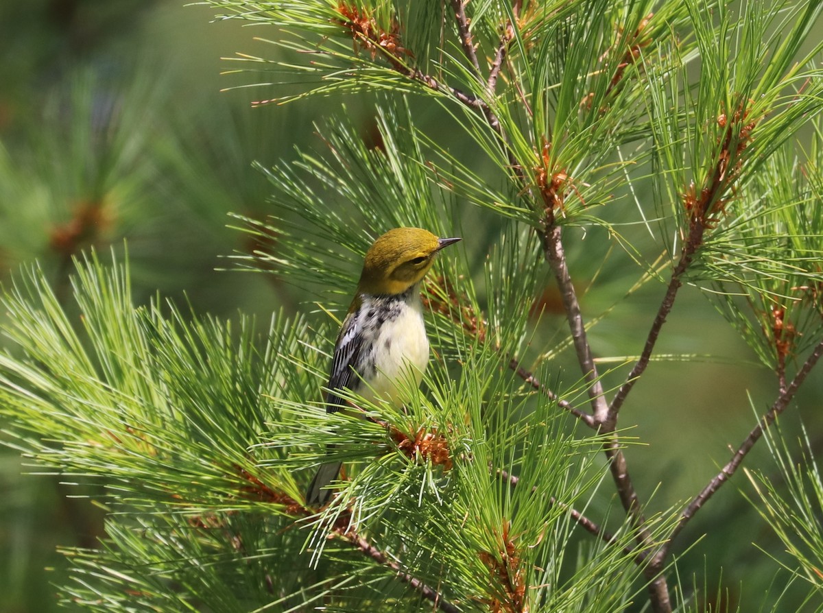 Yellow head in a green pine.
