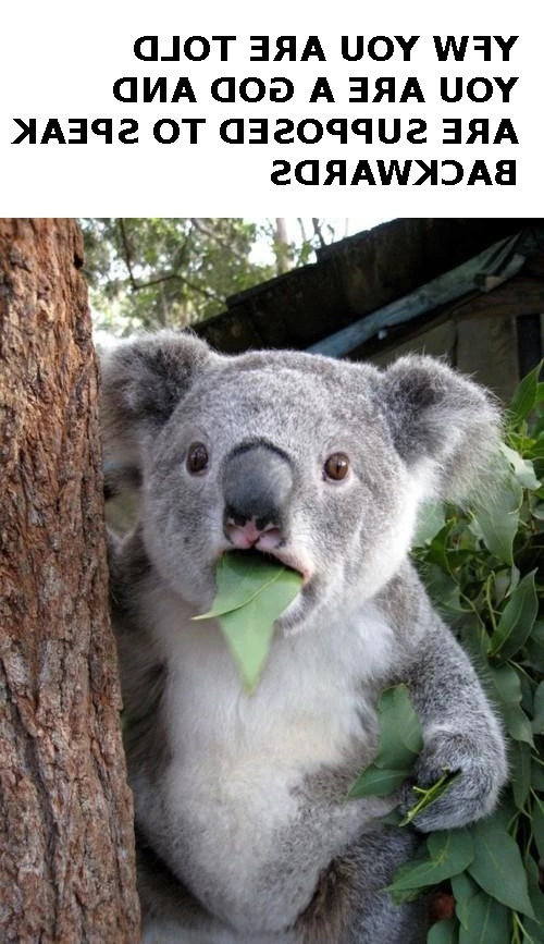 He just wants to hang out eating Eucaliptus!