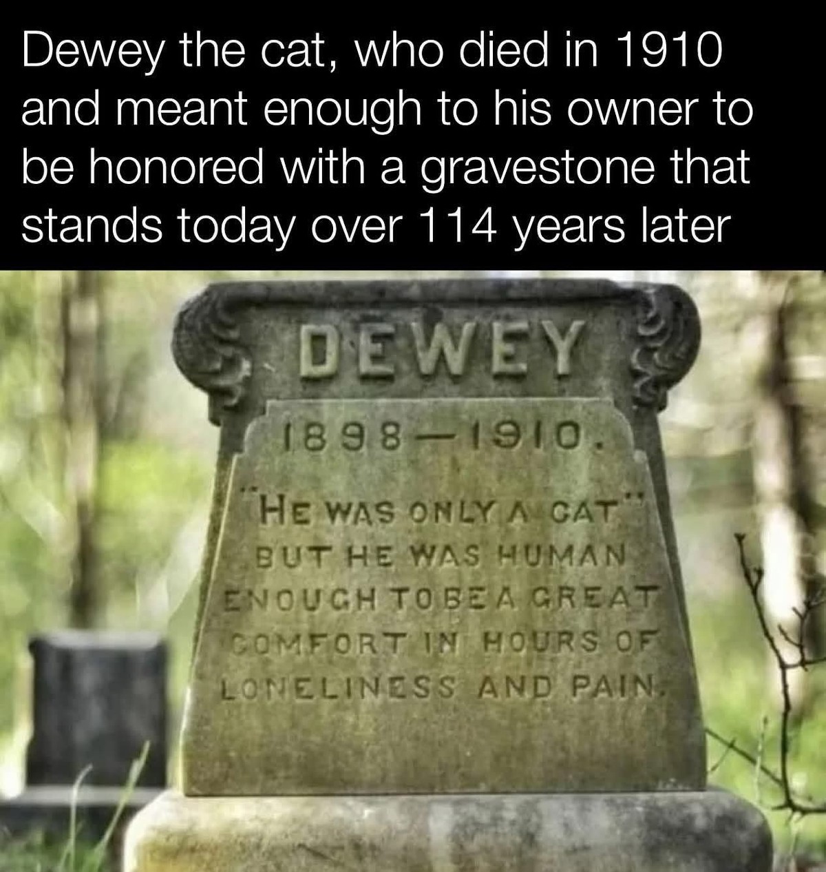 Dewey was a good cat