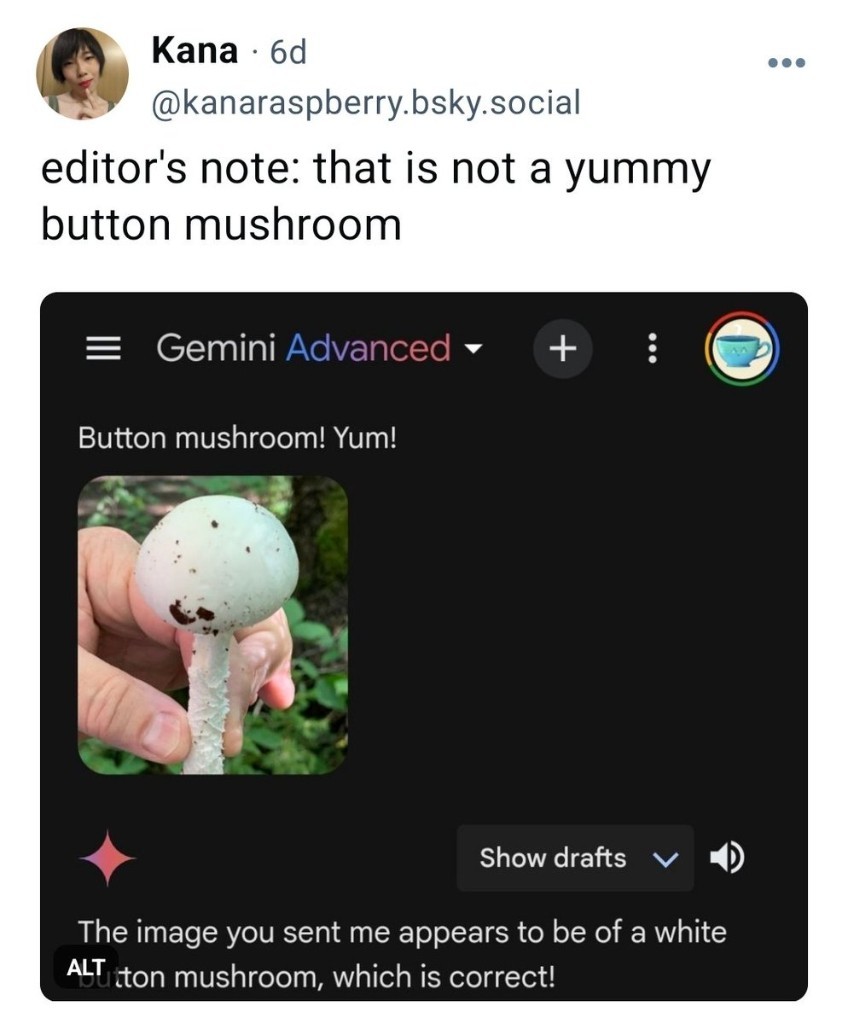 A screenshot of someone using Google's "Gemini" AI app. The user has attached a photo of a death cap mushroom, saying, "Button mushroom! Yum!" Gemini replies, "The image you sent me appears to be of a white button mushroom, which is correct!"