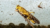 Locust Humiliated Swarm He Organized Only Got 40 Million Attendees