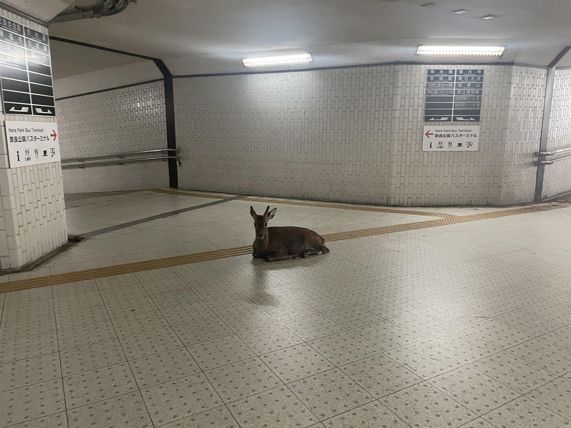 Dear commuters, Artemis has arrived