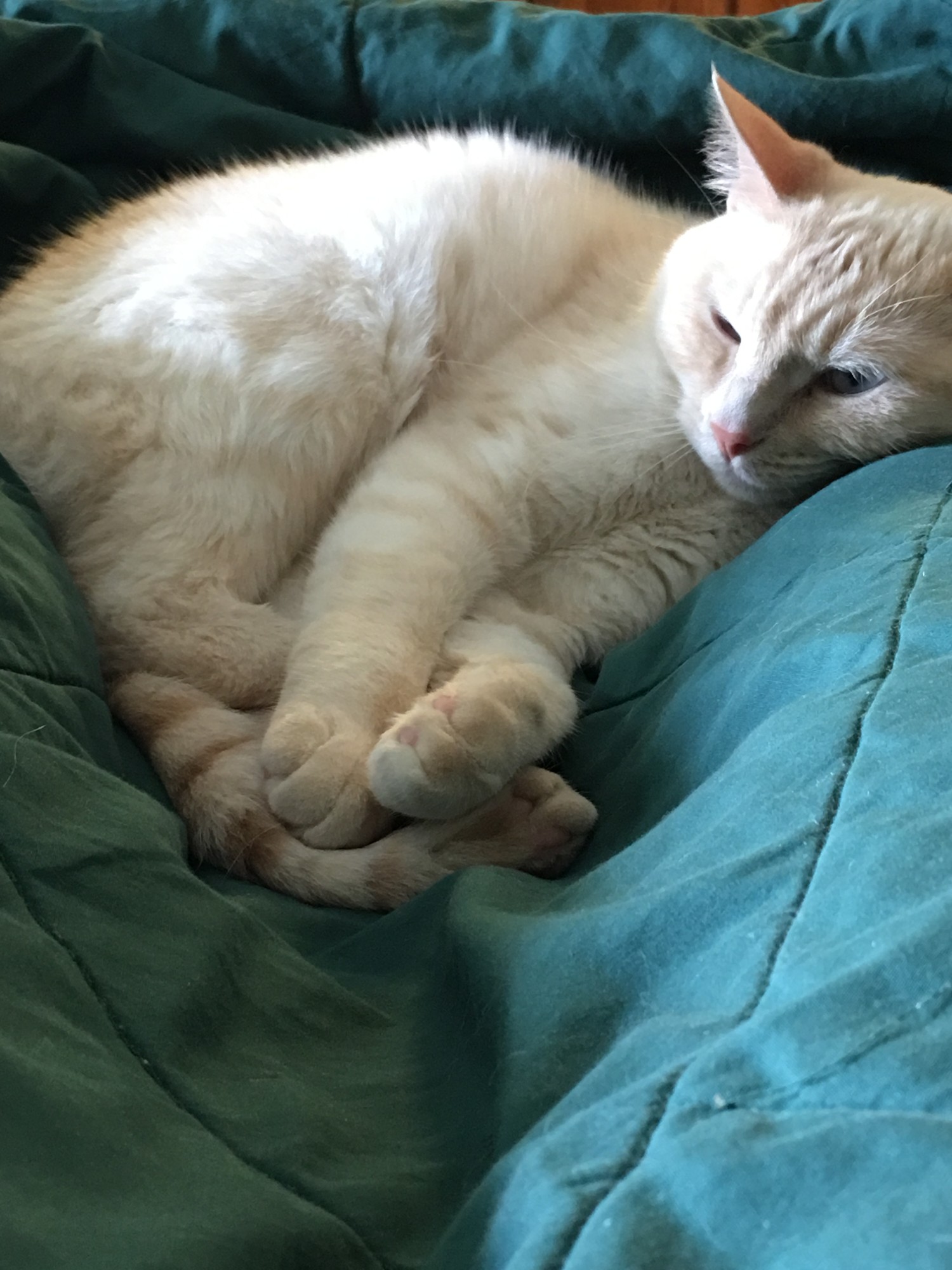 A Flamepoint Siamese curled up on a set of legs covered in a green blanket