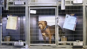 Shelter Dog Just Doesn’t Have That X Factor