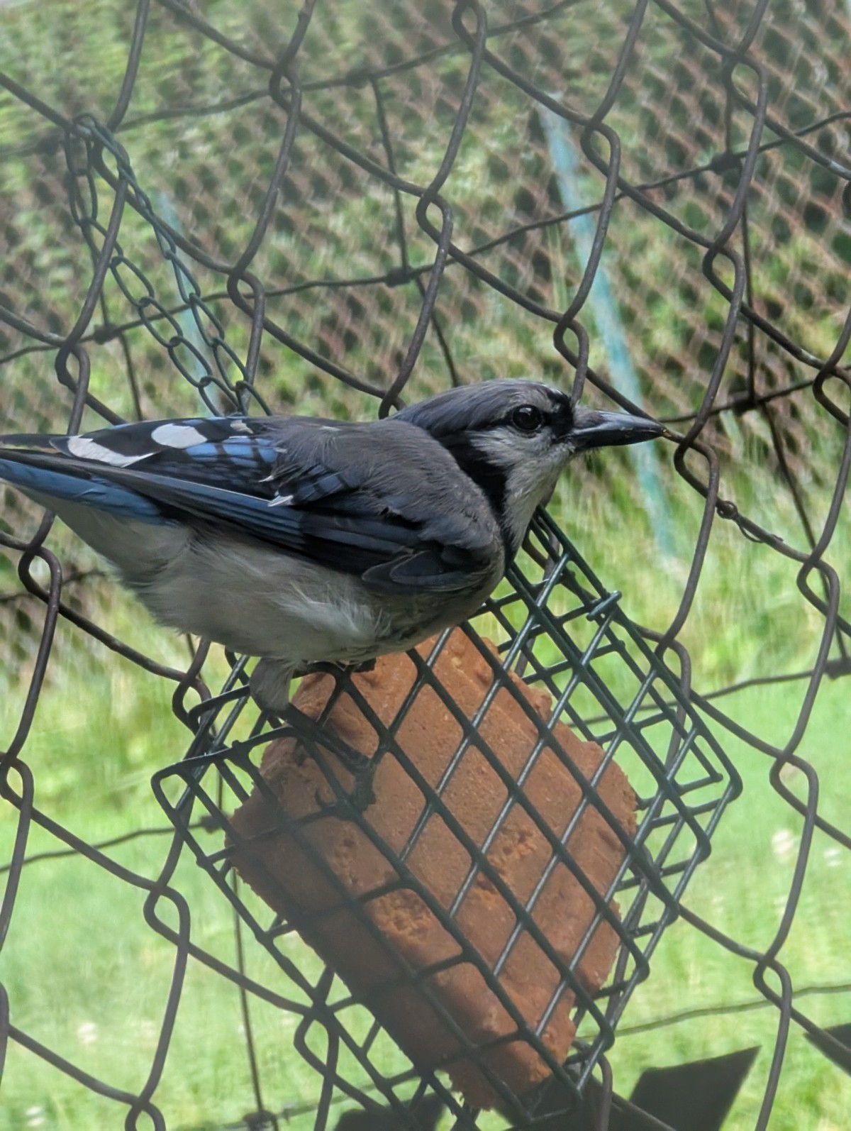 Image of a bluejay bird on a fence next to a block of suet