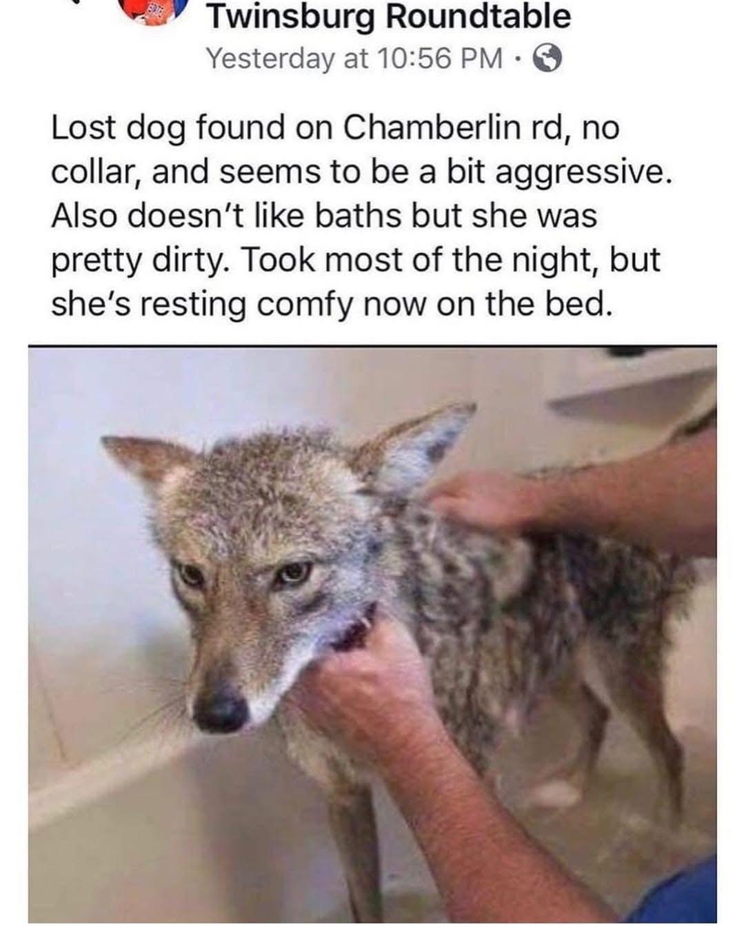 Lost dog